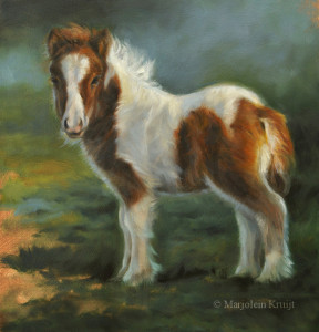 'Mini shetlander veulen', 25x25 cm, olieverf schilderij (verkocht)