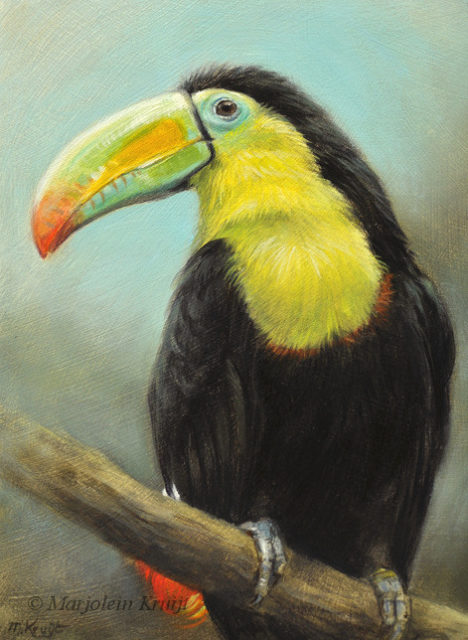 'Keel-billed toucan', 13x18 cm, oil painting $1,000 incl. frame