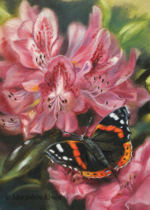 'Atalanta vlinder', 13x18 cm, olieverf schilderij (verkocht)
