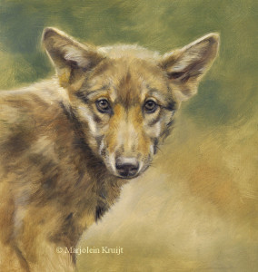 'Jonge wolf', 20x20 cm, olieverf schilderij (verkocht)