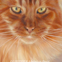 close-up olieverf techniek: langharige kat