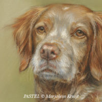 close-up pastel techniek: hondenportret