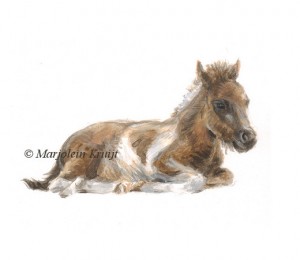 Illustratie pony veulen door Marjolein Kruijt