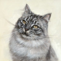 'Siberische kat', 30x30 cm, olieverf schilderij (verkocht/opdracht)