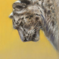 'Sneeuwluipaard', 20x24 cm, pastel (te koop)