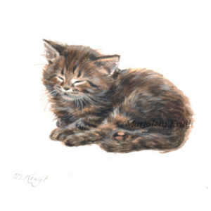 'Maine coon Kitten', 10x10 cm, Marjolein Kruijt (NTK)
