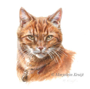 'Rode kat portret', 10x10 cm, Marjolein Kruijt (verkocht/opdracht)