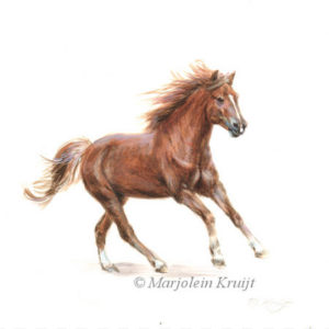 Miniatuur portret, galopperend paard, acryl, 10x10 cm, Marjolein Kruijt (verkocht)