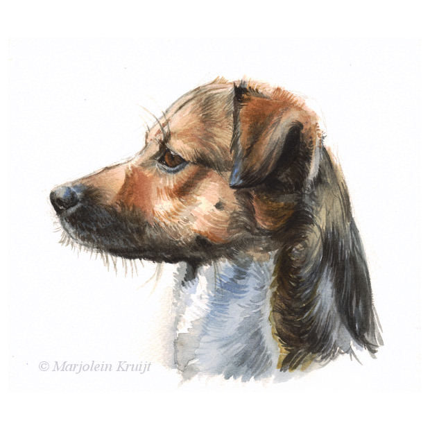 'Hond en profil', 20x17 cm, aquarel schilderij (te koop)