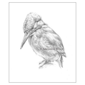 Ijsvogel tekening te koop (ontwerp portret schilderij) door Marjolein Kruijt