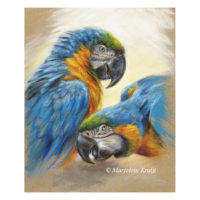 'Blauwgele ara's', pastel schilderij (te koop)