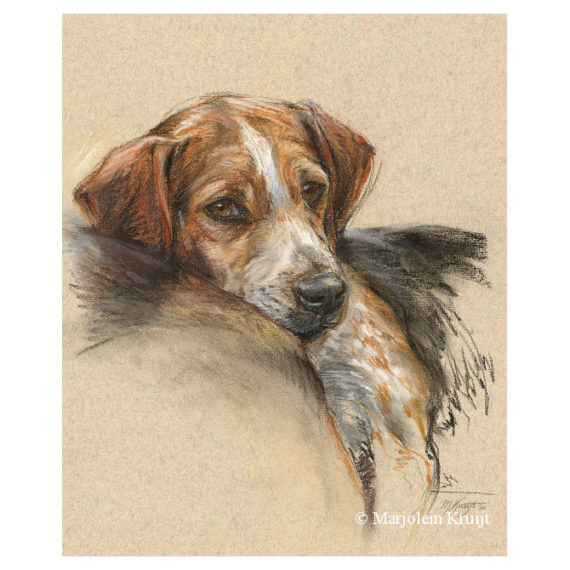 'Beagle', 40x30 cm, pastel portrait painting (for sale)