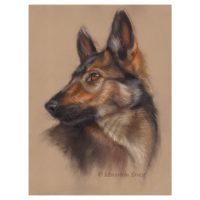 'Herder pup', 35x25 cm, pastel schilderij, (te koop)