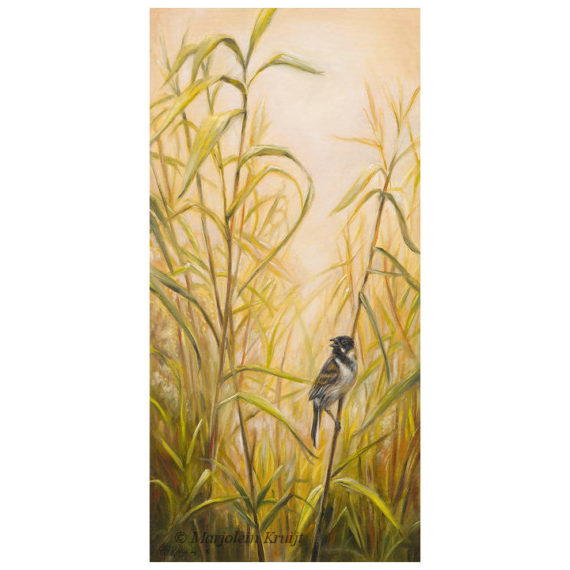'Morning song'- Rietgors, 60x30 cm, olieverf schilderij (te koop)