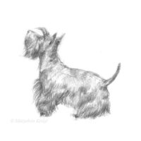 'Scottish terrier', 13x18 cm, potlood portret tekening (te koop)