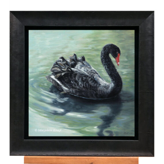 'Zwarte zwaan', 30x30 cm, olieverf schilderij, (te koop)
