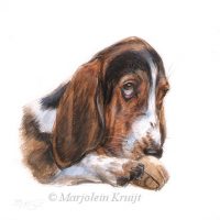 'Basset hound', 13x13 cm, miniatuur portret (verkocht/opdracht)