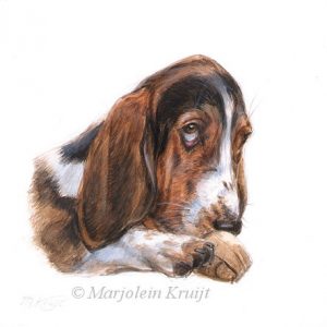 'Basset hound', 13x13 cm, miniatuur portret (verkocht/opdracht)
