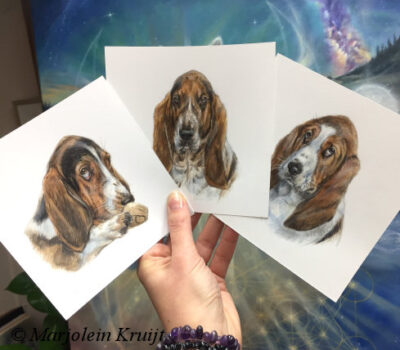 'Basset hounds', miniatuur portretten 13x13cm (opdracht/verkocht)