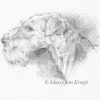 'Airdale terrier', 13x18 cm potlood tekening. Inclusief lijst 23x31 cm (te koop)