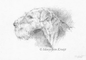 'Airdale terrier', 13x18 cm potlood tekening. Inclusief lijst 23x31 cm (te koop)