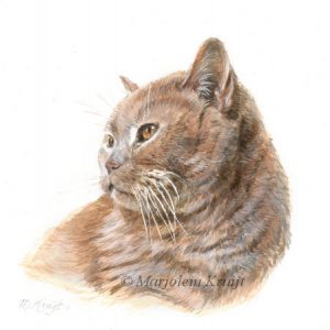 Miniatuur portret, britse korthaar kat, acryl, 10x10 cm, Marjolein Kruijt (verkocht)
