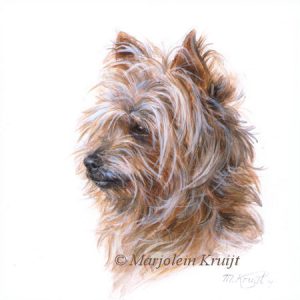 'Yorkshire terrier', miniatuur portret, 10x10 cm(verkocht)