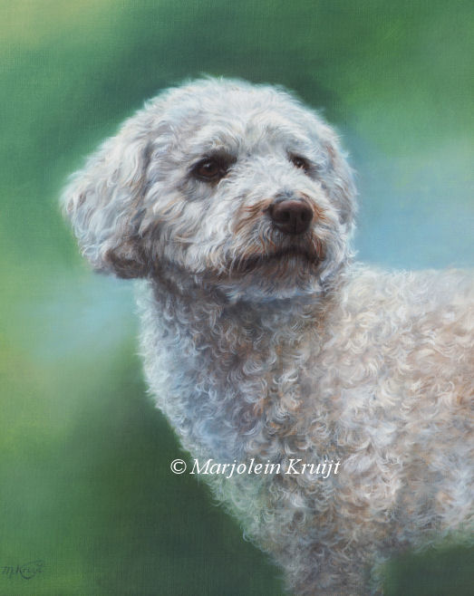 'Labradordoodle', 50x40 cm, olieverf schilderij (verkocht/opdracht))