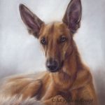 'Podenco/herder mix', 50x40 cm,pastel portret (verkocht/opdracht)