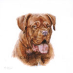 'Bordeau hond'-Caramel portret', 10x10 cm, Marjolein Kruijt (verkocht/opdracht)