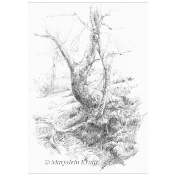 'Boom'-Dartmoor, potlood tekening, 21x15cm (te koop)