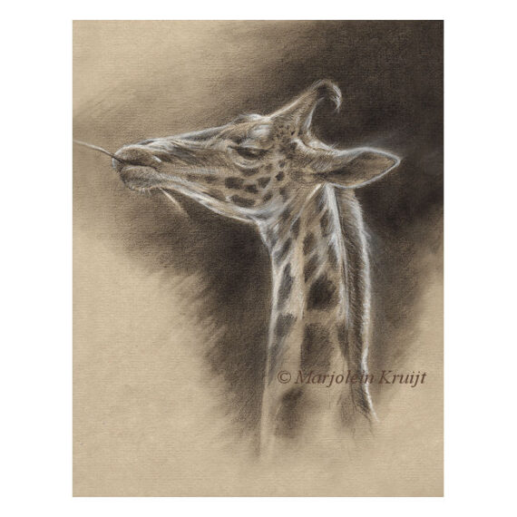 'Giraffe', tekening (te koop)