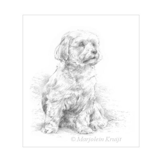 'Malthezer hondje', potlood tekening (te koop)