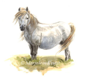 dartmoor pony painting