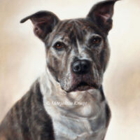 'Amerikaanse Staffordshire terrier', schilderij 50x40 cm, portret in olieverf (opdr/verkocht)