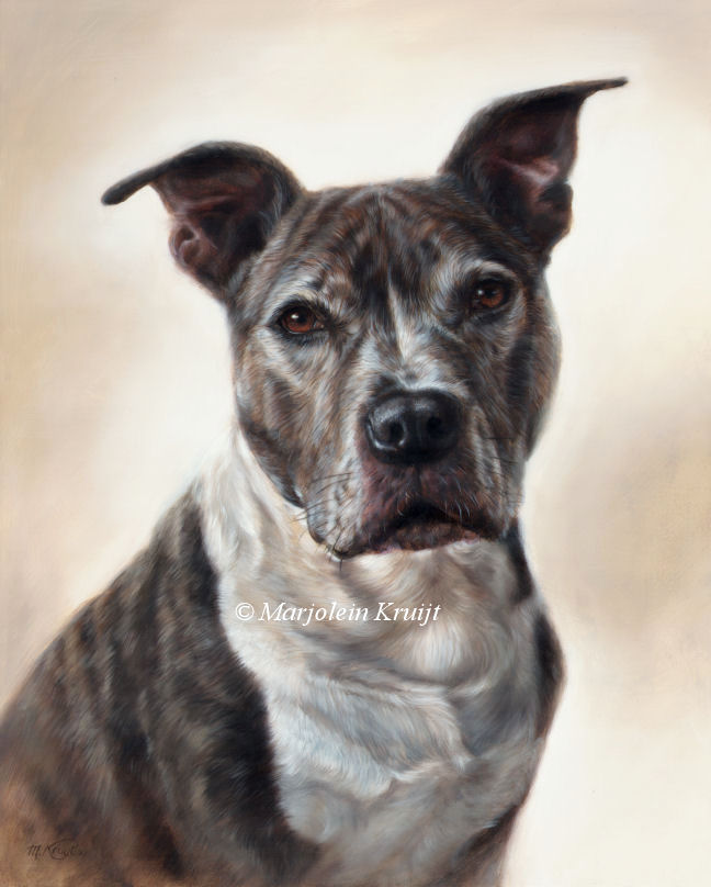 'Amerikaanse Staffordshire terrier', schilderij 50x40 cm, portret in olieverf (opdr/verkocht)