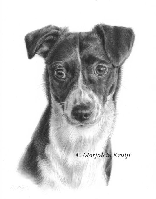 'Joy', portret hond in potlood, 30x24 cm (verkocht)