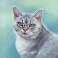 'Kattenportret'-Sunny, Eur.korthaar,, 20x20 cm, olieverf op doek (verkocht/opdracht)