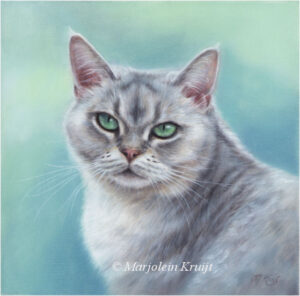 'Kattenportret'-Sunny, Eur.korthaar,, 20x20 cm, olieverf op doek (verkocht/opdracht)