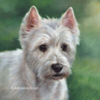 'West Highland white terrier'- Chica, 30x30 cm olieverf (verkocht)