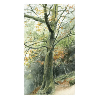 'Beukenboom in de herfst', ca. 25x15 cm, aquarel schilderij (te koop)