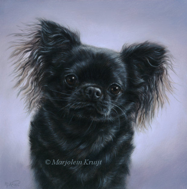 'Chihuahua'-Tim, 20x20 cm, portret in olieverf (verkocht)