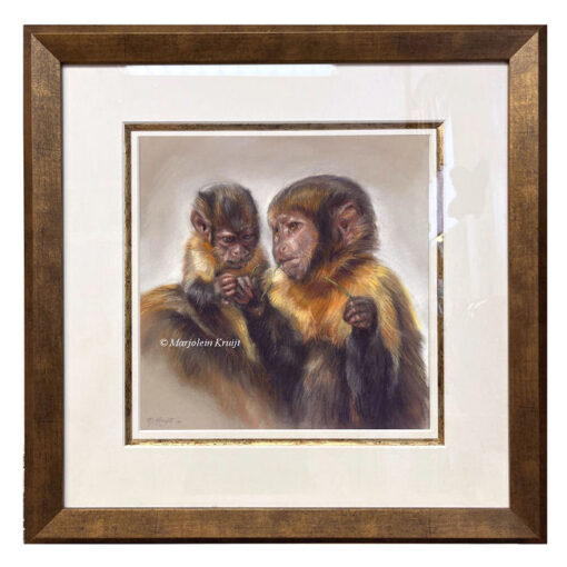 'Big Brother', pastel schilderij, geelborst capucijnaapjes (te koop)