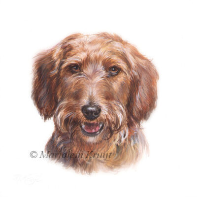 Teckel'-Gijs, portret hond, acryl op papier (verkocht)