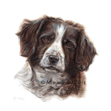 'Hayley'-Engelse springer spaniël, portret hond in acryl op papier (verkocht)