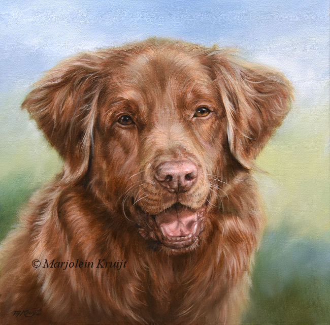 'Storm', -Toller hond, schilderij 40x40 cm in olieverf (verkocht/opdracht)