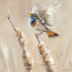 'Zingende blauwborst', 20x20 cm, olieverf vogel schilderij (te koop)
